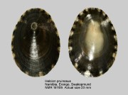 Helcion pruinosus